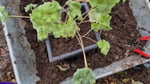 Опять грунт подводит. Они стоят как крыло самолета. Срочная пересадка