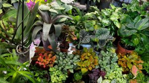 TROPICAL SPACE PRO.Änta’s