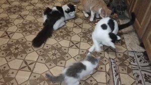 Первый день после операции у кошек