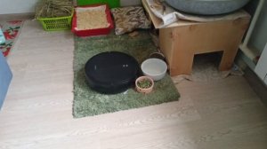 Банникула прогоняет пылесос