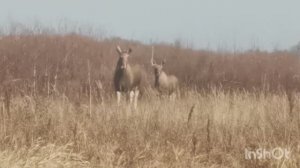 Дразню лосей. Лоси во время гона.