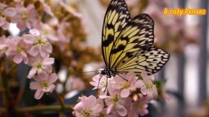 В саду.Релакс.