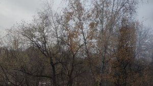 магический пасмурный прогноз 🥠 погоды от волшебника 2 - 11 - 25 года.