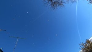 02.11.25 г. Андижанская порода голубей (4)