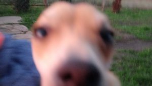 хоррор игра свинка Пеппа