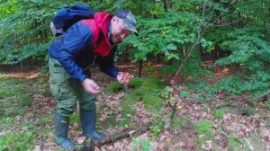 Грибной лес. Второй заход в новый для меня лес.