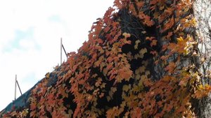 30=10=2025 СОЛНЕЧНЫЙ ОСТРОВ. КРАСНОДАР (118)