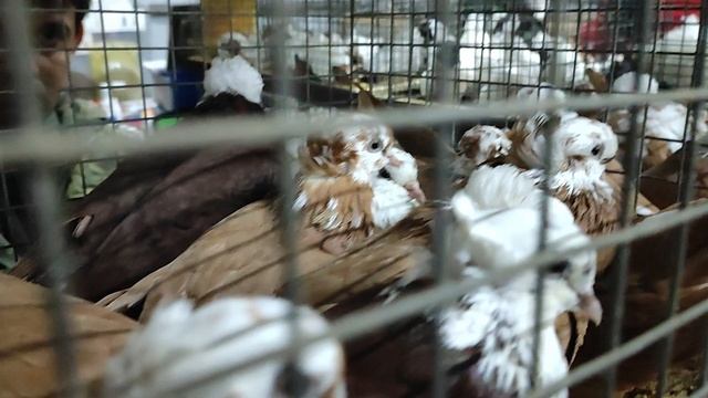 25.10.2025г Обзор коротенький на Ярмарке. смотреть онлайн