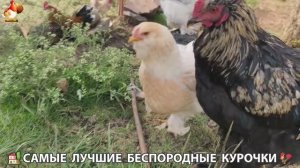 Цыплята и Курочки селяночки лучшие беспородные несушки 🥚 (373)