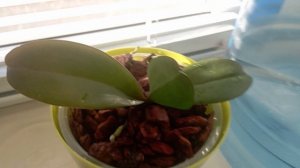 ✅кофе, сухарики, перец, орхидеи...,обзор новой мойки и подставки для посуды🙃