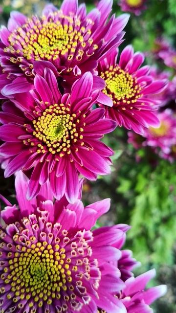 Бал хризантем в Крыму 2025 (Никитский ботанический сад) 31.10 (6)