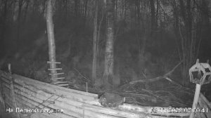 🍂НОЯБРЬ в ЛЕСУ онлайн #Relaxing #природа #звуки леса #птицы #погода🍁