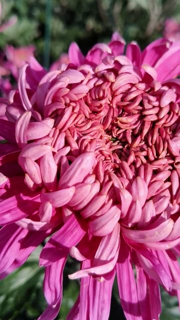 Бал хризантем в Крыму 2025 (Никитский ботанический сад) 31.10 (10)