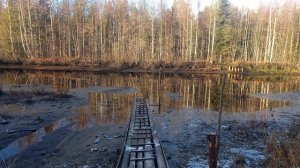 Осенний лес,  подмораживает