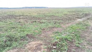 осенний коп старинны на поле