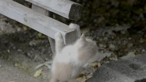 Забавные котики HDR