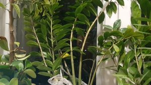 Снегирёвая песнь...