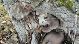 Собираем грибы и сажаем Грузди