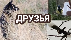 Птицы и два друга