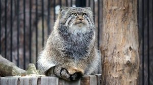 Дежурный по аллее манулов на своем посту и остальные приготовились к ужину.