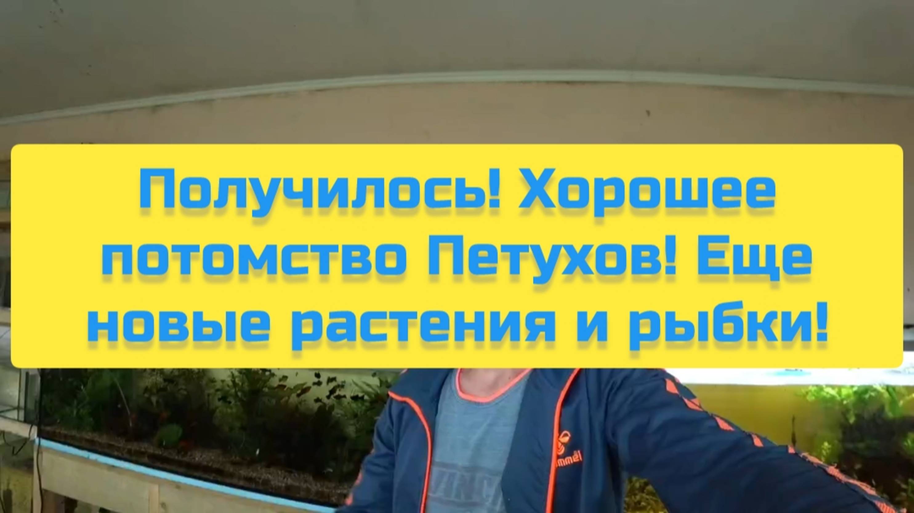 ПОЛУЧИЛОСЬ! ХОРОШЕЕ ПОТОМСТВО ПЕТУХОВ! ЕЩЁ НОВЫЕ РАСТЕНИЯ И РЫБКИ! смотреть онлайн