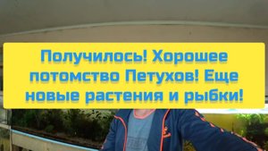 ПОЛУЧИЛОСЬ! ХОРОШЕЕ ПОТОМСТВО ПЕТУХОВ! ЕЩЁ НОВЫЕ РАСТЕНИЯ И РЫБКИ!
