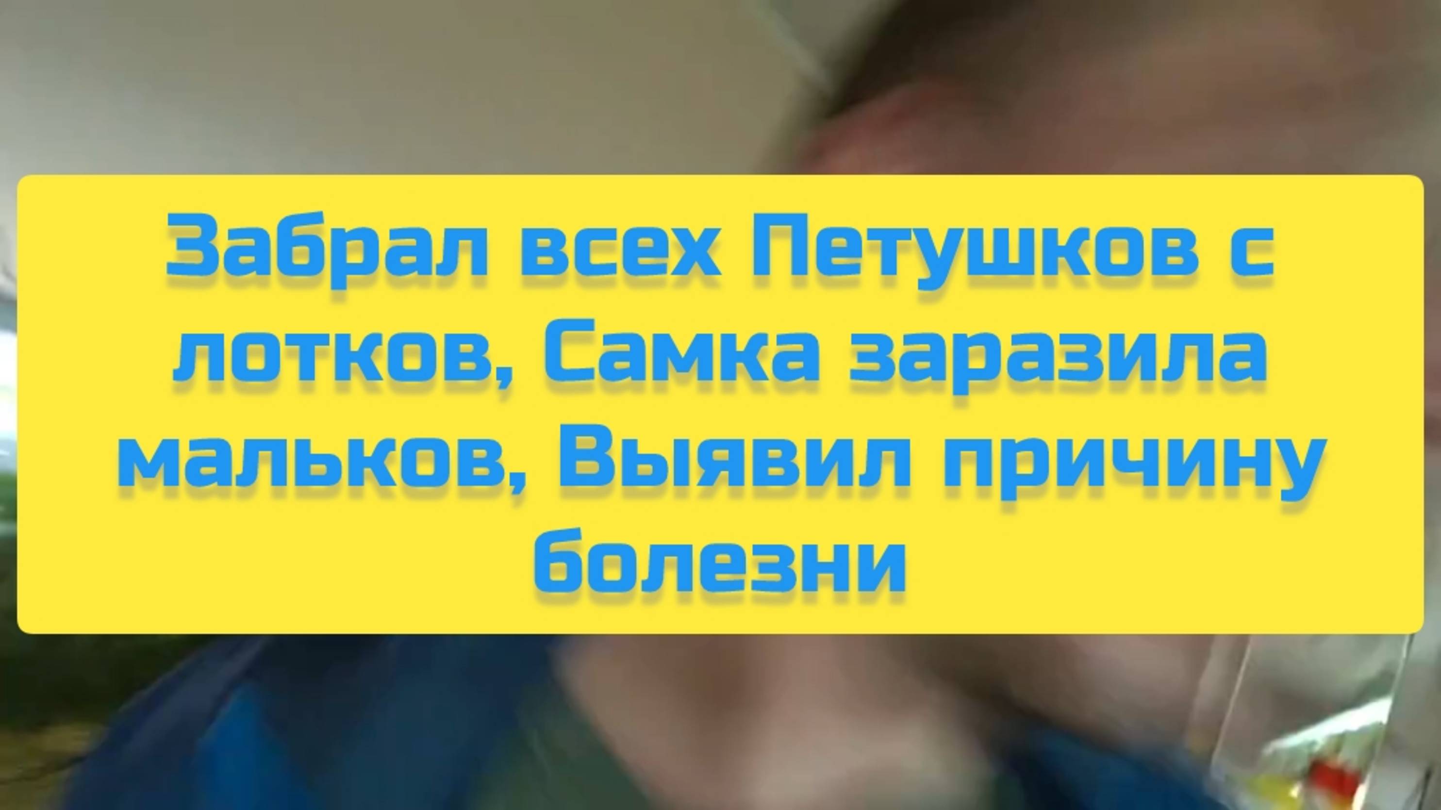ЗАБРАЛ ВСЕХ ПЕТУШКОВ С ЛОТКОВ, САМКА ЗАРАЗИЛА МАЛЬКОВ, ВЫЯВИЛ ПРИЧИНУ БОЛЕЗНИ смотреть онлайн