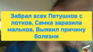 ЗАБРАЛ ВСЕХ ПЕТУШКОВ С ЛОТКОВ, САМКА ЗАРАЗИЛА МАЛЬКОВ, ВЫЯВИЛ ПРИЧИНУ БОЛЕЗНИ