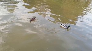 Уточки в фонтане с водопадиками