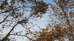 30=10=2025 СОЛНЕЧНЫЙ ОСТРОВ. КРАСНОДАР (116)