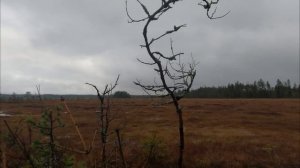 Гусепад! Охота на гуся 01.11.2025. содержит Мат