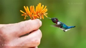 Где встречается самая маленькая птичка в мире Колибри-пчёлка (Bee hummingbird) — Mellisuga helenae ?