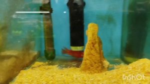 Мариупольский зоомагазин