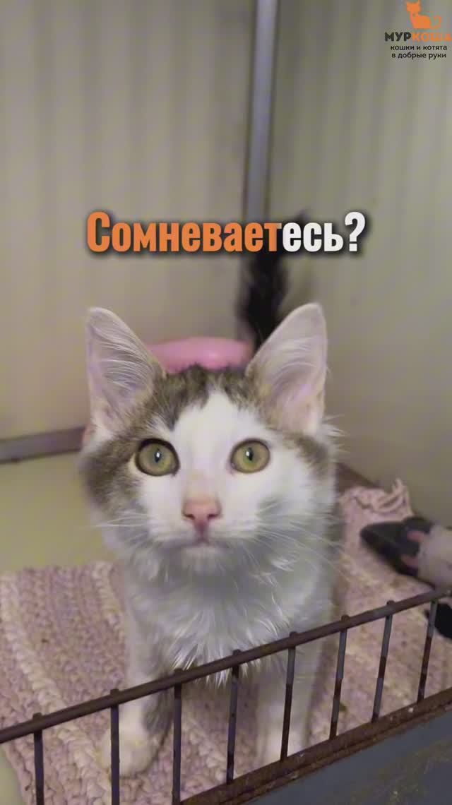 Элиос (уже дома)