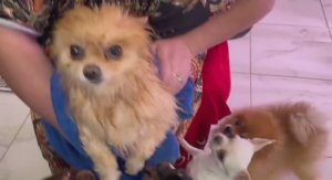 У Донечки сегодня банный день.