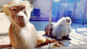 Лида растворилась в Елисее, а Люся- Балерина, сама себе красивая! Пока тепло, радуемся встречам!