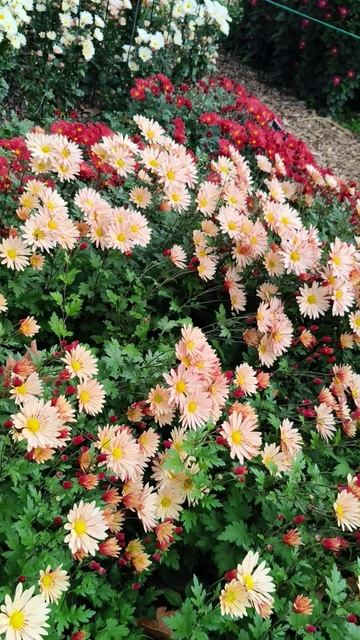 Бал хризантем в Крыму 2025 (Никитский ботанический сад) 31.10.2025 (2)