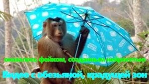 Видео с обезьяной, крадущей зонт
