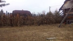 Моя собачка подросла- покормил ее