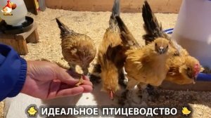 Идеальное птицеводство достойно восхищения 🐓🦆🦢🦚🦃🐔 эпизод (388)