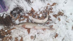 Желанный трофей рыбака/DG_KHAGAY