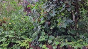 мир бабочек