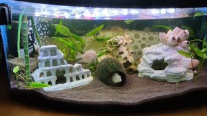 Платиновый попугай на черном грунте 01/11/25 #цихлиды