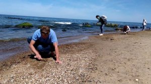 Собираем янтарь  в Светлогорске!