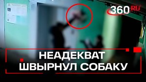 «Придержи своего пса». Мужчина швырнул собаку об стену в подъезде в Питере