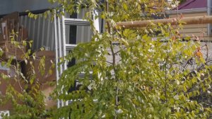 Зизифус, опадают листья ююба, унаби, китайский финик