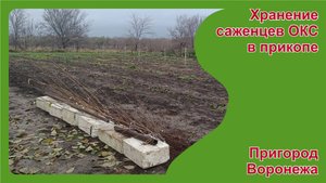 Как сделали прикоп для хранения саженцев. Пригород Воронежа.