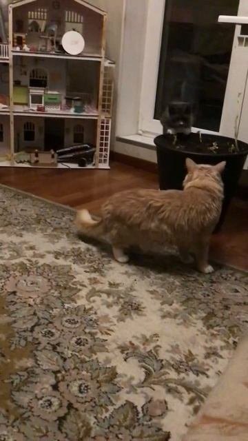 Санкт -Петербург. 02.11.2025. В гостях у Персика котята 🐈 Кнопочка, Черника и Торт. Эпизод 1