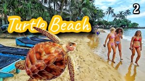 Шри-Ланка 2 Гигантские черепахи на Turtle beach в Хиккадуве