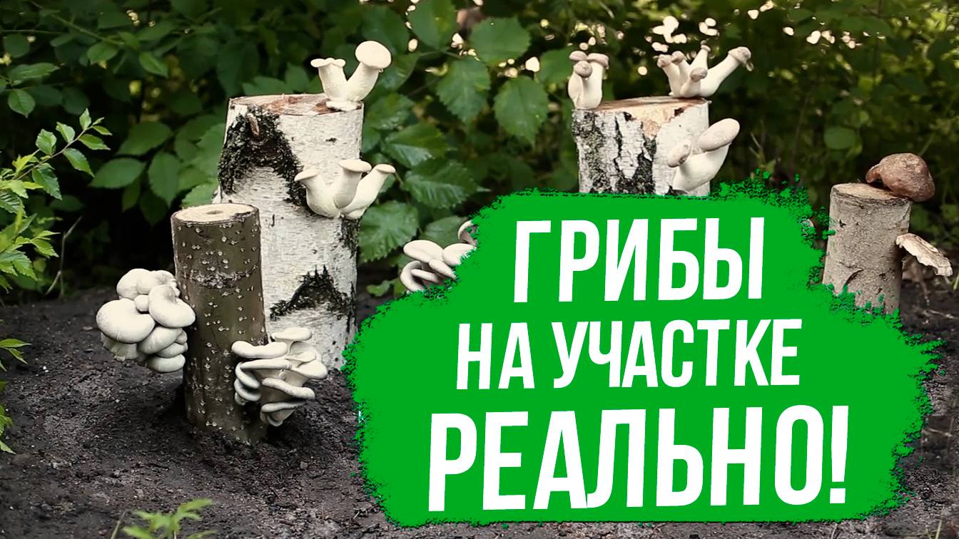 Как вырастить грибы на даче. Как вырастить грибы из мицелия.